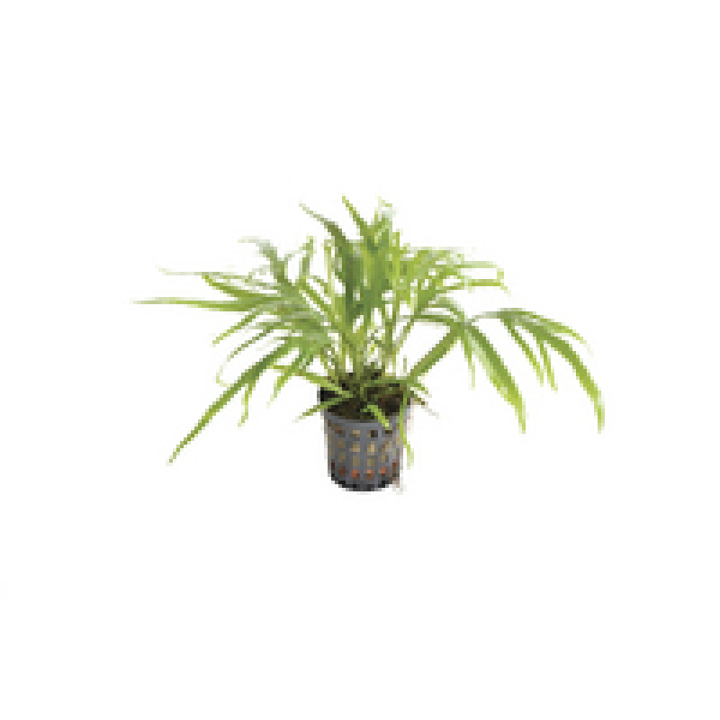6x Microsorum Pteropus Trident